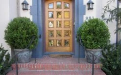 Wintergreen Boxwood - 3 Gallon Pot -Orchard Essence Boxwood Wintergreen 12 2