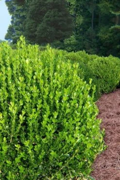 Wintergreen Boxwood - 6 Pack Of 1 Gallon Pots -Orchard Essence Boxwood Wintergreen 500x750 1