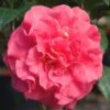 Ack-Scent Fragrant Pink Camellia Japonica - 3 Gallon Pot -Orchard Essence Camellia Ack Scent JW 1 1