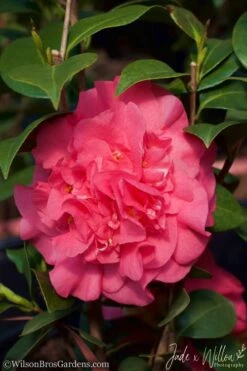 Ack-Scent Fragrant Pink Camellia Japonica - 3 Gallon Pot -Orchard Essence Camellia Ack Scent JW 2 1