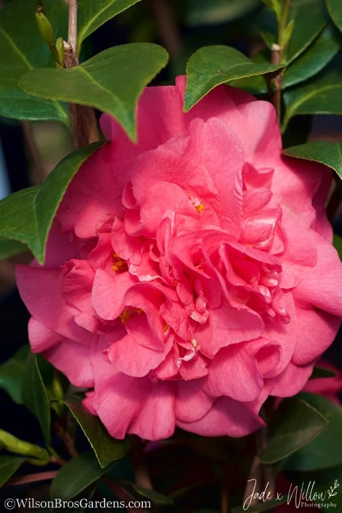 Ack-Scent Fragrant Pink Camellia Japonica - 1 Gallon Pot 7 Ack-Scent Fragrant Pink Camellia Japonica - 1 Gallon Pot - Image 5