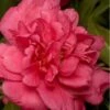 Alabama Beauty Camellia Sasanqua - 3 Gallon Pot -Orchard Essence Camellia Alabama Beauty 500x750 1