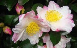Apple Blossom Camellia Sasanqua - 3 Gallon Pot -Orchard Essence Camellia Apple Blossom 1