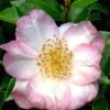 Apple Blossom Camellia Sasanqua - 3 Gallon Pot -Orchard Essence Camellia Apple Blossom 11