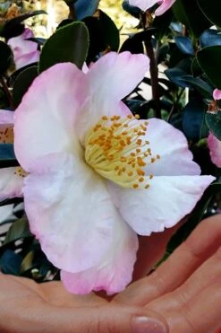 Apple Blossom Camellia Sasanqua - 3 Gallon Pot -Orchard Essence Camellia Apple Blossom 6