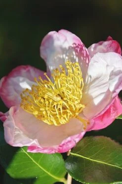 Apple Blossom Camellia Sasanqua - 3 Gallon Pot -Orchard Essence Camellia Apple Blossom 7