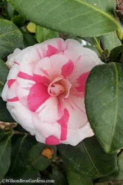 April Dawn Cold Hardy Camellia Japonica - 5 Gallon Pot -Orchard Essence Camellia April Dawn 10