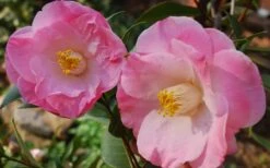 April Remembered Cold Hardy Pink Camellia Japonica - 3 Gallon Pot -Orchard Essence Camellia April Remembered 1