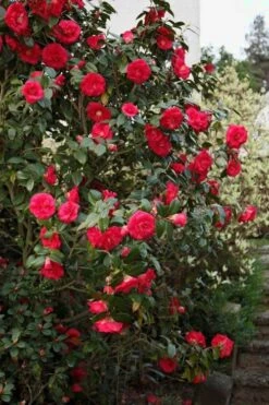 April Tryst Camellia Japonica - 1 Gallon Pot -Orchard Essence Camellia April Tryst 2 1