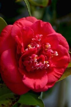 April Tryst Camellia Japonica - 1 Gallon Pot -Orchard Essence Camellia April Tryst 3 1