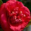 April Tryst Camellia Japonica - 3 Gallon Pot -Orchard Essence Camellia April Tryst 3 2