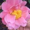 Arctic Dawn Cold Hardy Pink Camellia Hybrid - 3 Gallon Pot -Orchard Essence Camellia Arctic Dawn 22
