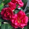 Bella Rouge Camellia Sasanqua - 2 Gallon Pot -Orchard Essence Camellia Bella Rouge 10