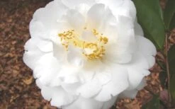 Bessie Battle Camellia Japonica - 3 Gallon Pot 9 Bessie Battle Camellia Japonica - 3 Gallon Pot -Orchard Essence Camellia Bessie Battle 1