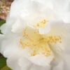 Bessie Battle Camellia Japonica - 3 Gallon Pot -Orchard Essence Camellia Bessie Battle 1 500x750 1