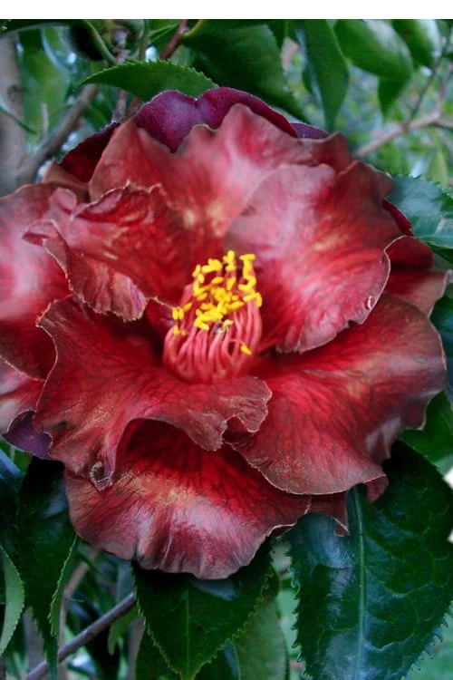 Black Magic Camellia Japonica - 3 Gallon Pot 3 Black Magic Camellia Japonica - 3 Gallon Pot