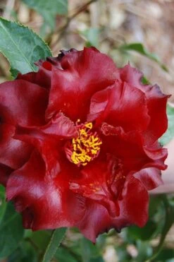 Black Magic Camellia Japonica - 1 Gallon Pot -Orchard Essence Camellia Black Magic 2 2