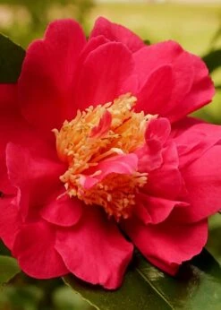 Blood Of China Fragrant Red Camellia Japonica - 3 Gallon Pot -Orchard Essence Camellia Blood Of China 3
