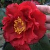 Bob Hope Camellia Japonica - 3 Gallon Pot -Orchard Essence Camellia Bob Hope 1