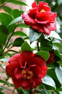 Bob Hope Camellia Japonica - 3 Gallon Pot -Orchard Essence Camellia Bob Hope 3