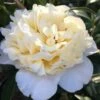 Brushfield Yellow Camellia Japonica - 1 Gallon Pot -Orchard Essence Camellia Brushfield Yellow 11