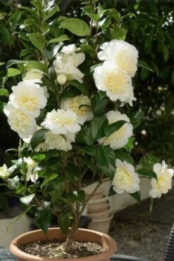 Brushfield Yellow Camellia Japonica - 1 Gallon Pot 12 Brushfield Yellow Camellia Japonica - 1 Gallon Pot -Orchard Essence Camellia Brushfield Yellow 500x750 1