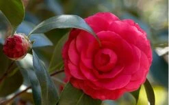 C. M. Hovey Camellia Japonica - 3 Gallon Pot -Orchard Essence Camellia C M Hovey 1