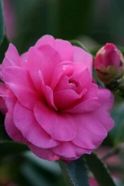 Chansonette Dwarf Weeping Camellia Sasanqua - 1 Gallon Pot -Orchard Essence Camellia Chansonette 2