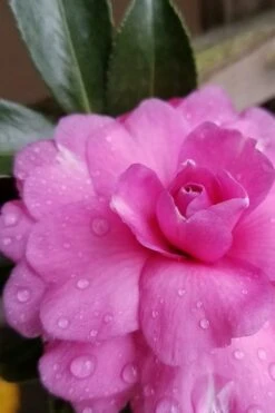 Chansonette Dwarf Weeping Camellia Sasanqua - 1 Gallon Pot -Orchard Essence Camellia Chansonette 4