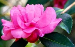 Chansonette Dwarf Weeping Camellia Sasanqua - 1 Gallon Pot -Orchard Essence Camellia Chansonette 5