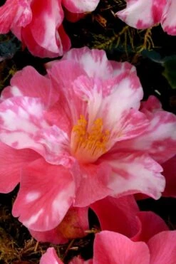 Coral Delight Camellia Hybrid - 1 Gallon Pot -Orchard Essence Camellia Coral Delight 15