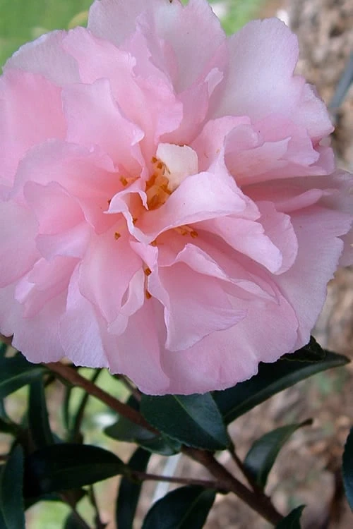 Cotton Candy Camellia Sasanqua - 3 Gallon Pot 3 Cotton Candy Camellia Sasanqua - 3 Gallon Pot