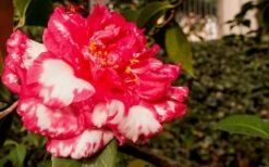 Sacred Dance Camellia Japonica 'Daikagura' - 3 Gallon Pot -Orchard Essence Camellia Daikagura 3