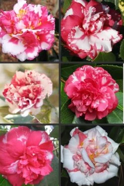 Sacred Dance Camellia Japonica 'Daikagura' - 3 Gallon Pot -Orchard Essence Camellia Daikagura Colors 500x750 1