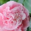 Debutante Pink Camellia Japonica - 1 Gallon Pot 2 Debutante Pink Camellia Japonica - 1 Gallon Pot -Orchard Essence Camellia Debutante 500x750 1