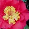 Dr. J.C. Raulston Camellia Japonica - 7 Gallon Pot -Orchard Essence Camellia Dr JC Raulston 10