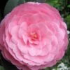 E.G. Waterhouse Camellia - Williamsii Hybrid - 3 Gallon Pot 2 E.G. Waterhouse Camellia - Williamsii Hybrid - 3 Gallon Pot -Orchard Essence Camellia EG Waterhouse 1