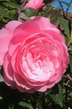 E.G. Waterhouse Camellia - Williamsii Hybrid - 3 Gallon Pot -Orchard Essence Camellia EG Waterhouse 2