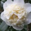 Fifth Avenue White Camellia Japonica - 3 Gallon Pot -Orchard Essence Camellia Fifth Avenue