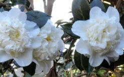 Fifth Avenue White Camellia Japonica - 3 Gallon Pot -Orchard Essence Camellia Fifth Avenue 21