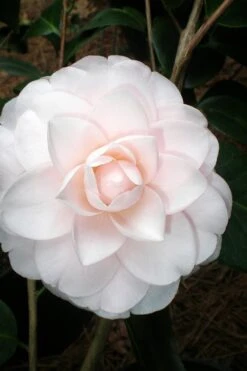 Goggy Camellia Japonica - 3 Gallon Pot -Orchard Essence Camellia Goggy 3