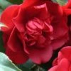 Governor Mouton Red Camellia Japonica - 1 Gallon Pot -Orchard Essence Camellia Governor Mouton 1 500x750 1