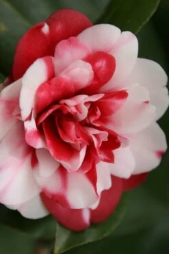 Governor Mouton Red Camellia Japonica - 1 Gallon Pot -Orchard Essence Camellia Governor Mouton 7