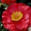 Gunsmoke Camellia Japonica - 3 Gallon Pot -Orchard Essence Camellia Gunsmoke 8
