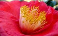 Gunsmoke Camellia Japonica - 3 Gallon Pot -Orchard Essence Camellia Gunsmoke Closeup Flower 3