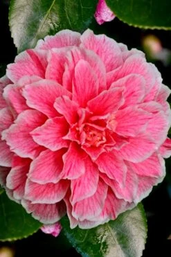 Brilliant Gem Fragrant Camellia Japonica 'Herme' - 1 Gallon Pot -Orchard Essence Camellia Hermes 6