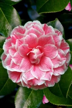 Brilliant Gem Fragrant Camellia Japonica - Herme - 3 Gallon Pot -Orchard Essence Camellia Herrmes 4 1