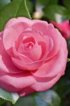 Jerry Hill Pink Camellia - 2.5 Gallon Pot