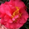 Kramers Supreme Red Double Camellia Japonica - 3 Gallon Pot -Orchard Essence Camellia Kramers Supreme 11