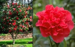 Kramers Supreme Red Double Camellia Japonica - 3 Gallon Pot -Orchard Essence Camellia Kramers Supreme 2